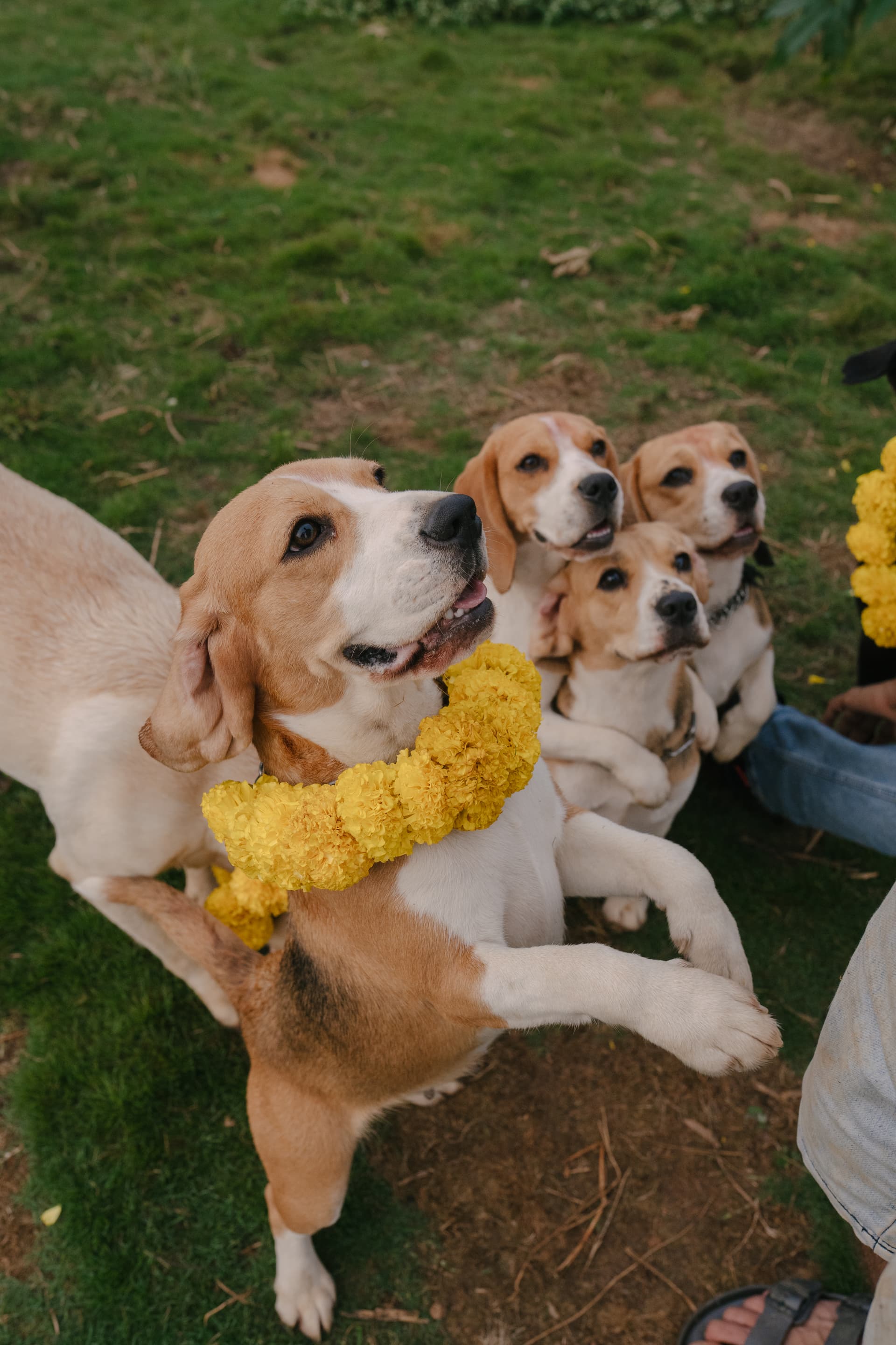 The Dognosis pack at play