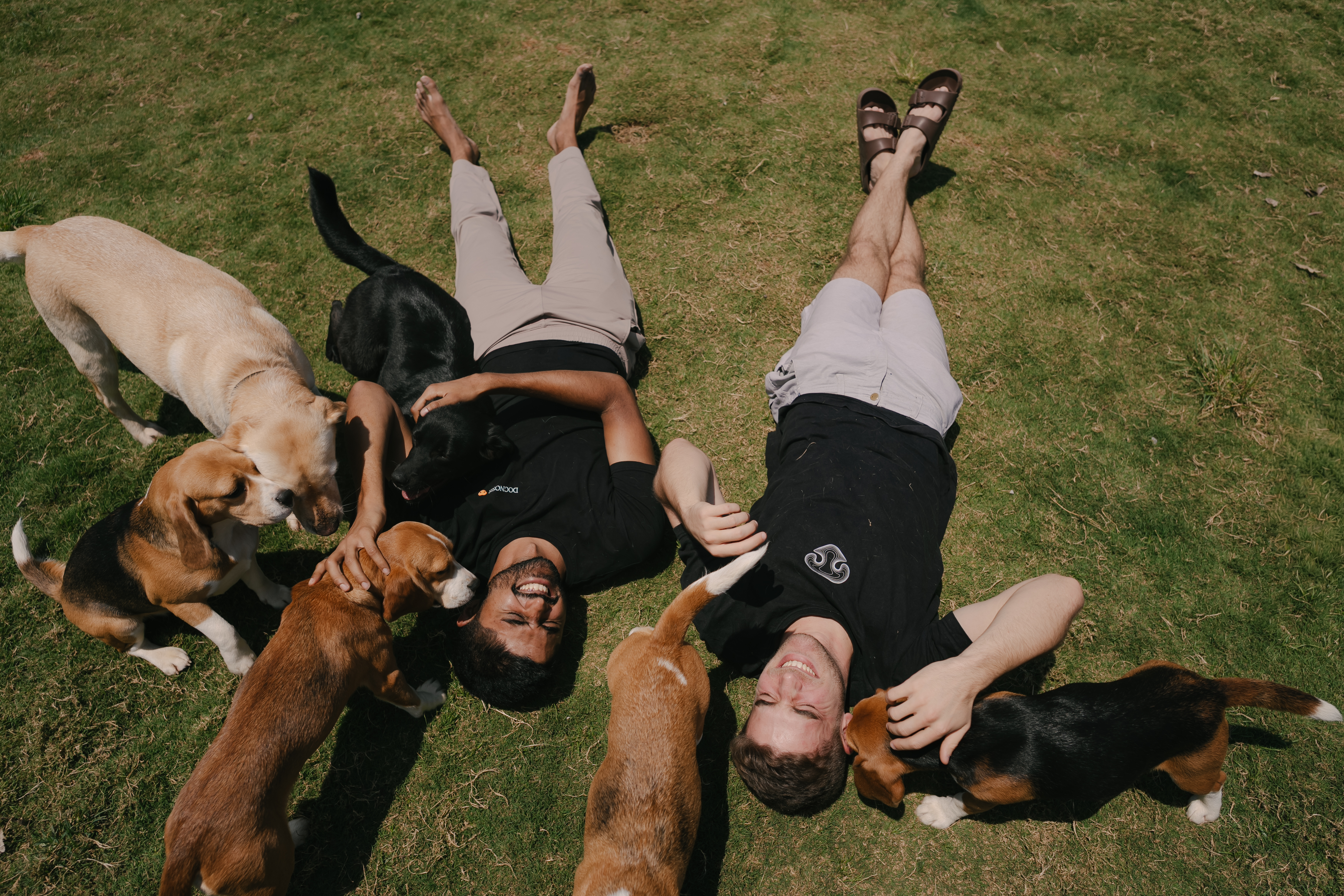 The Dognosis team in the grass with the beagle pack